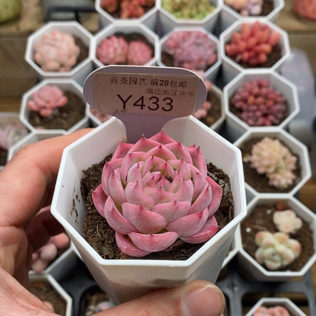 0433 孤星单头 4cm