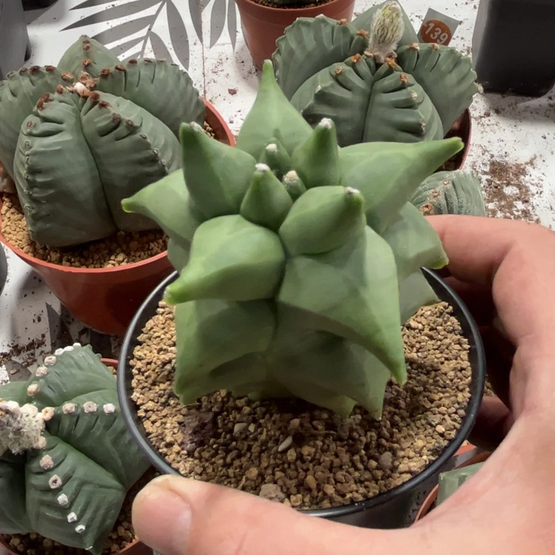 134实生角you鸾凤玉带盆