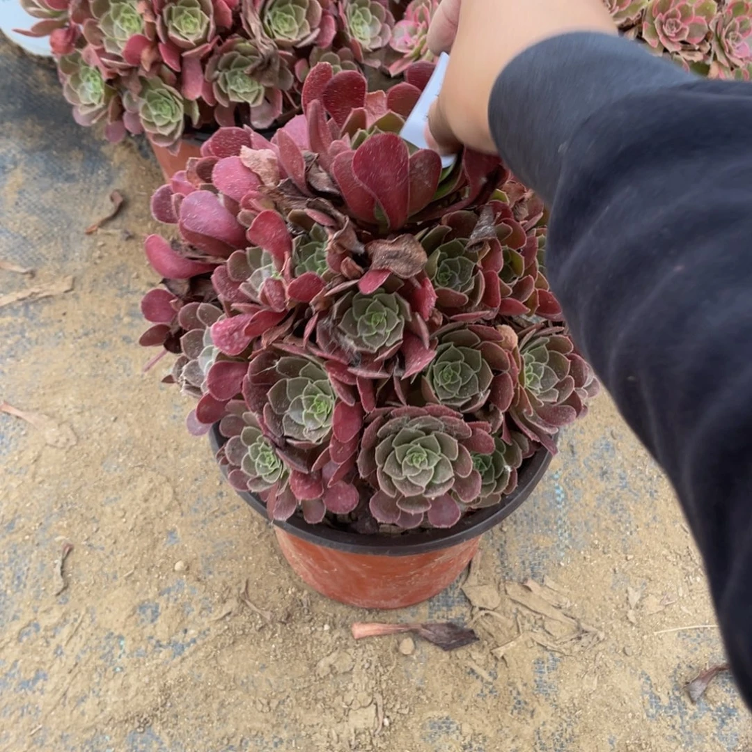 637荷兰法师多肉断枝不包