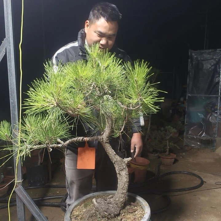 黑松致*黑松黑松黑松黑松黑松黑松