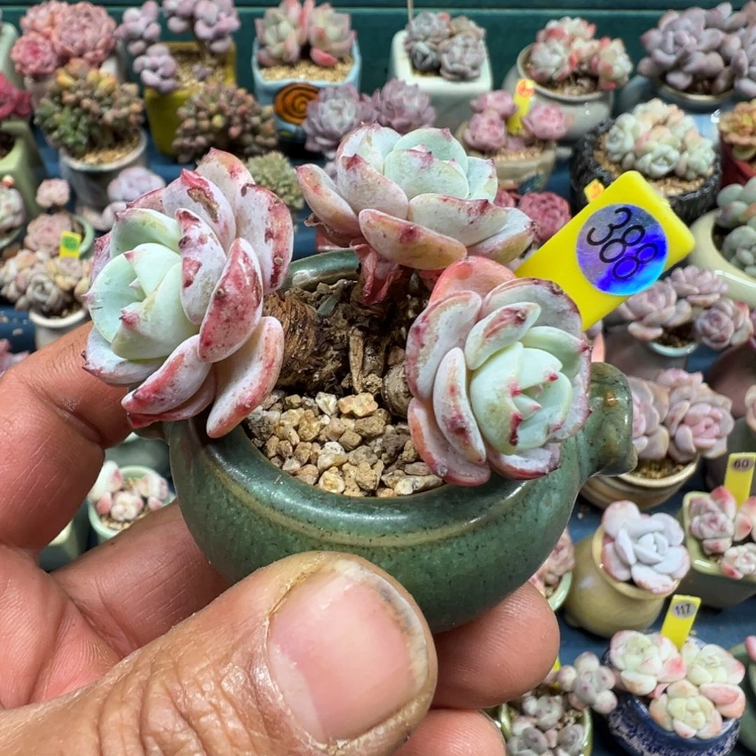 288勃朗峰带盆土发货