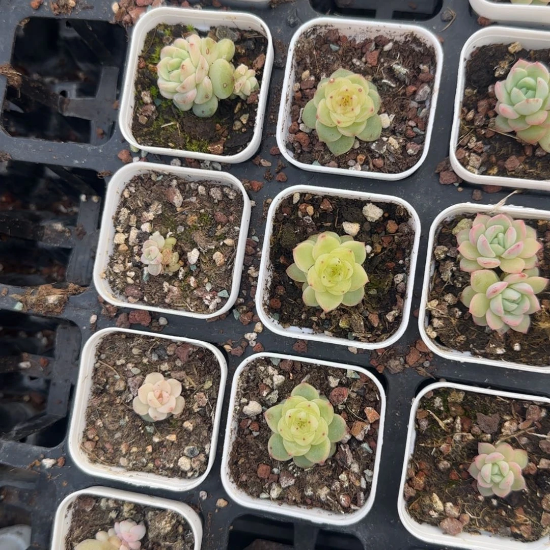 绿珍妮 盆一个满25包邮