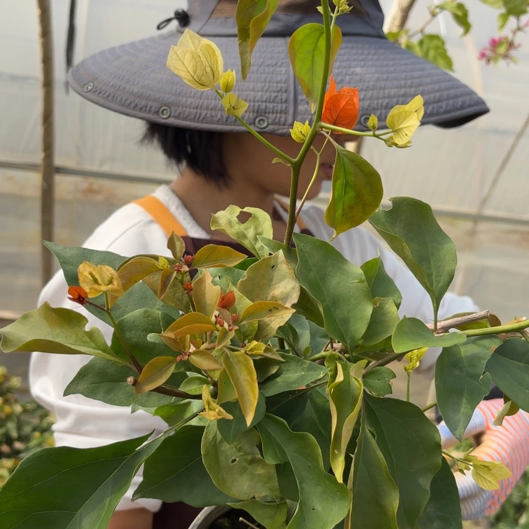 全部花苞（橙口红）三角梅会落花落叶苗有大有小