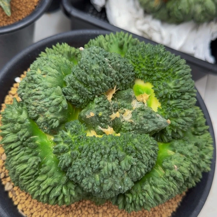 这颗可以出巴索早期的f1