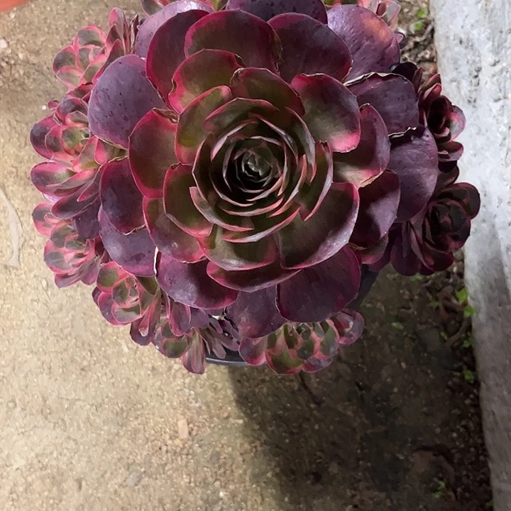 多肉植物纳福锦……