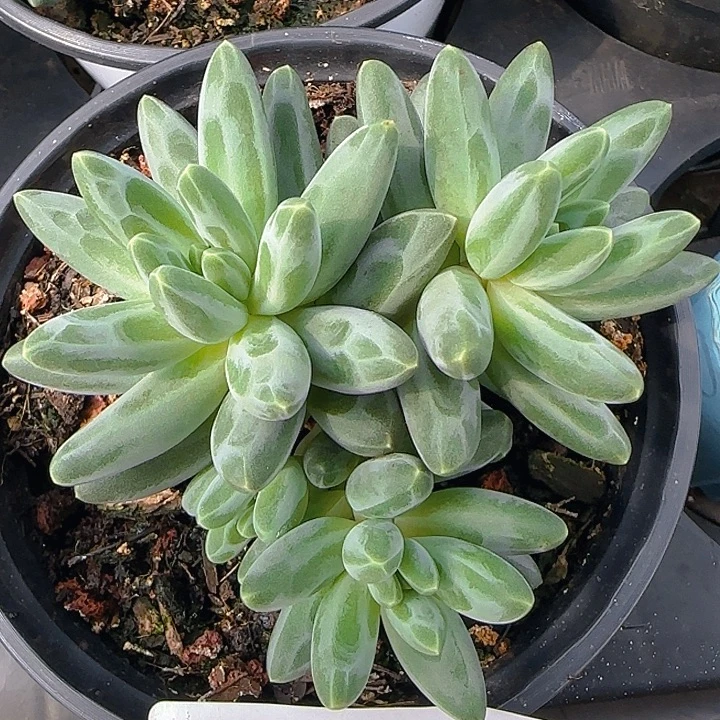 伊卡鲁斯1336多肉植物