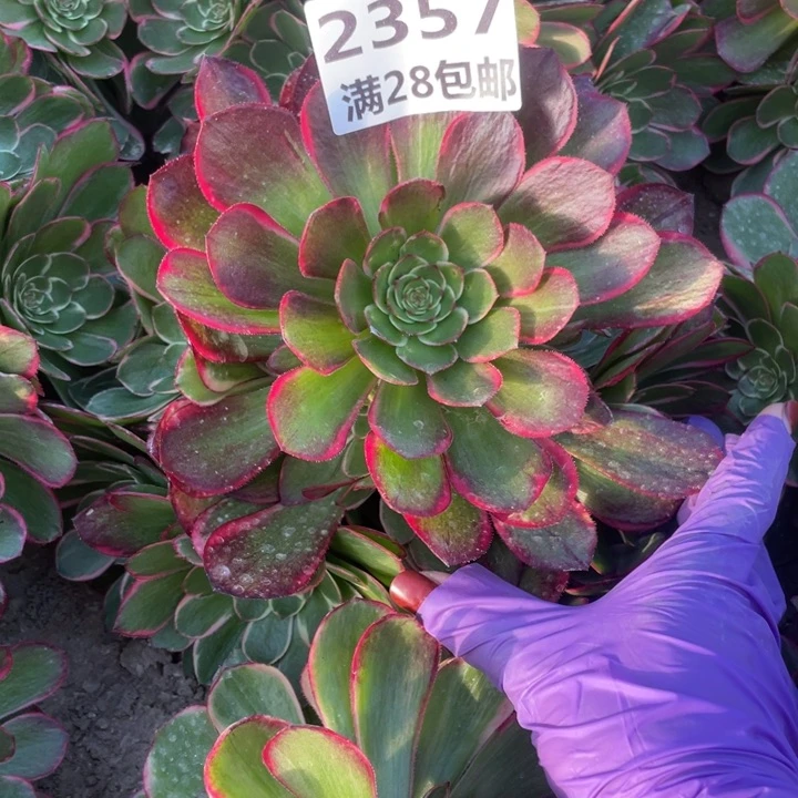 2357二号棚夜宴多肉植物O