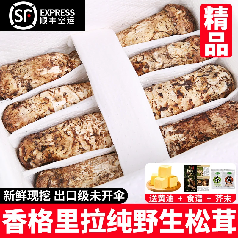 【香格里拉发货】香格里拉新鲜松茸云南正品新鲜松茸出口级不开伞