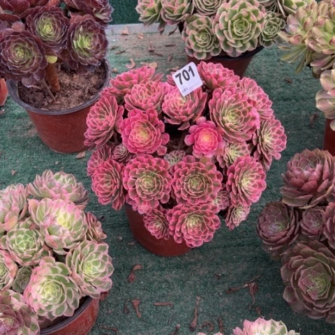 紫***兰701铜壶锦朵朵多肉，