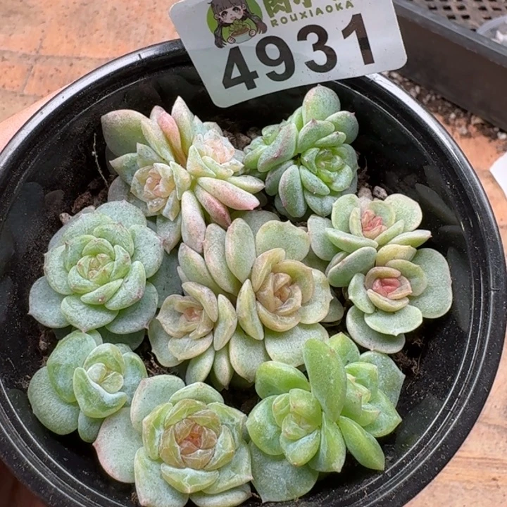 多肉植物多肉植物