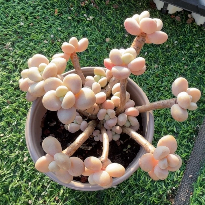 珍妮洛神。