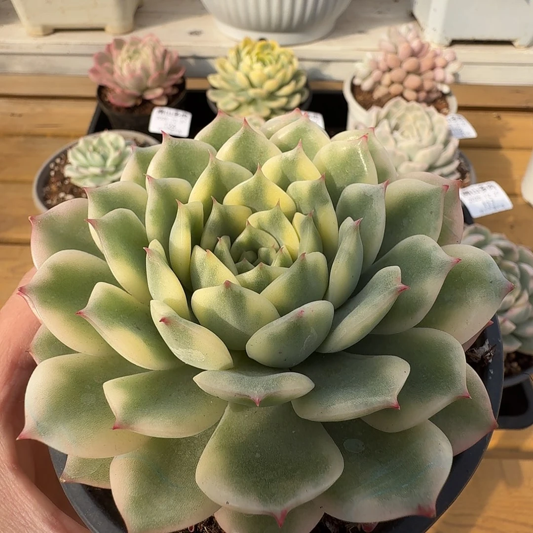 十秋锦111111227-122