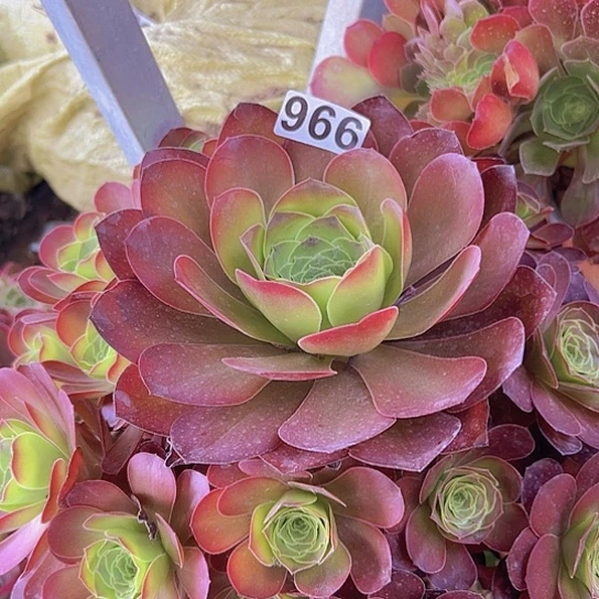 宁**风多肉植物一个
