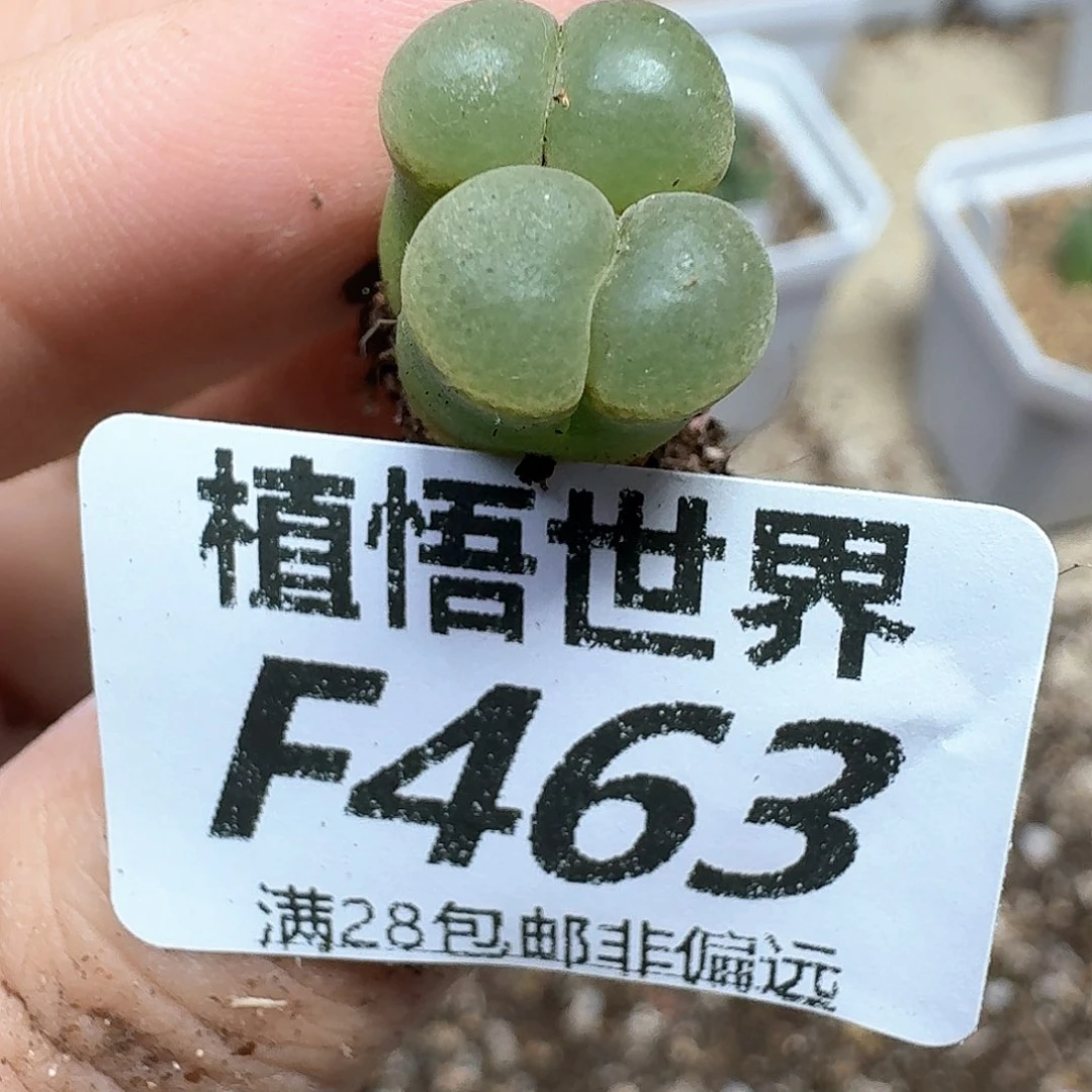 多肉植物的润泽地方