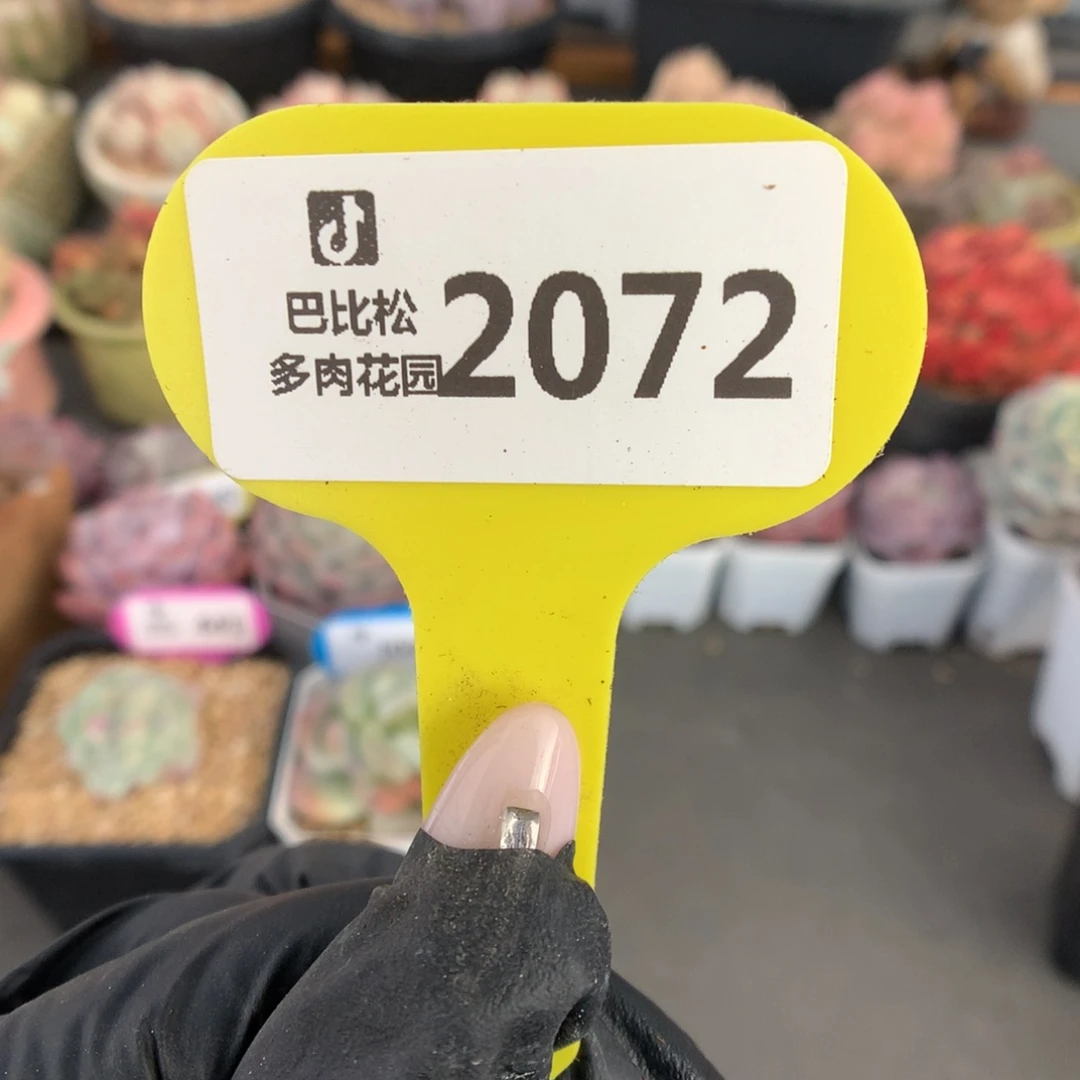 2072 冰玉石化盲盒