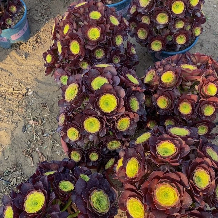 魅金玫瑰一颗多肉