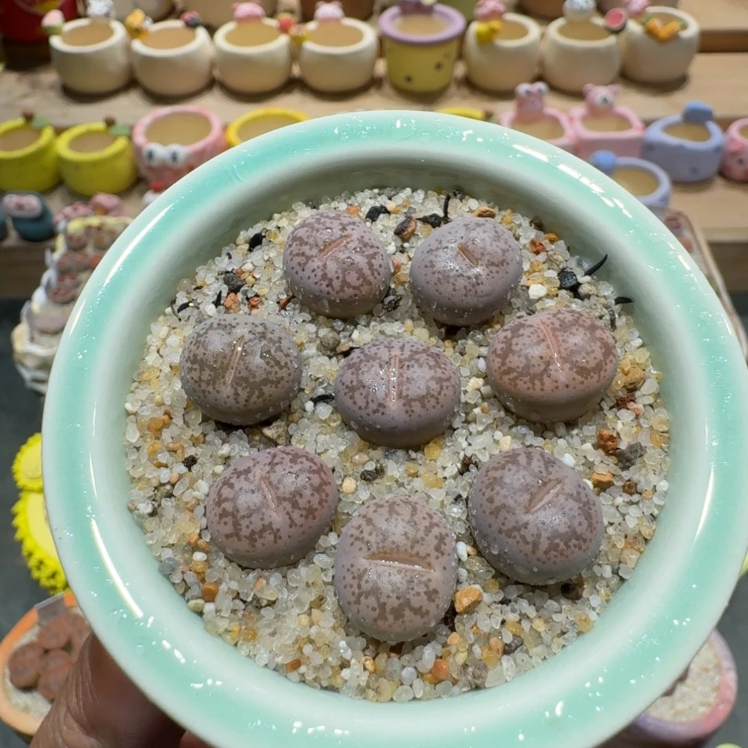 蘑菇1288彩研多肉植物