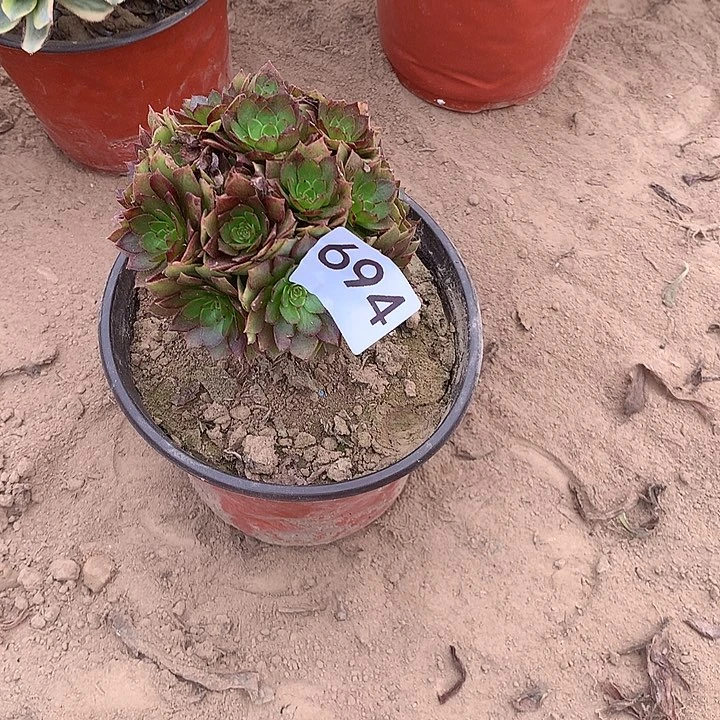 无花朵694虹膜中