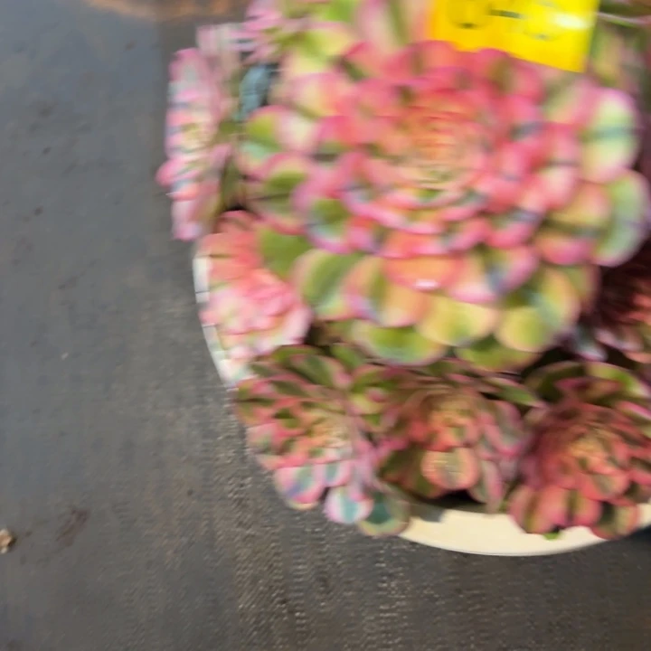 哈哈多肉葡萄荔枝845