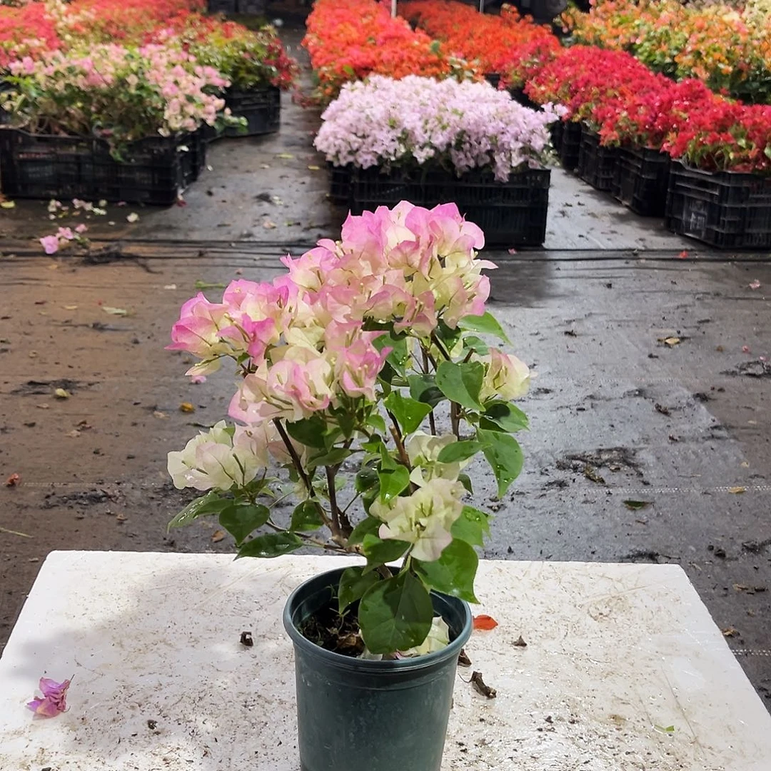 大部分花苞少量开放绿樱掌中宝一颗