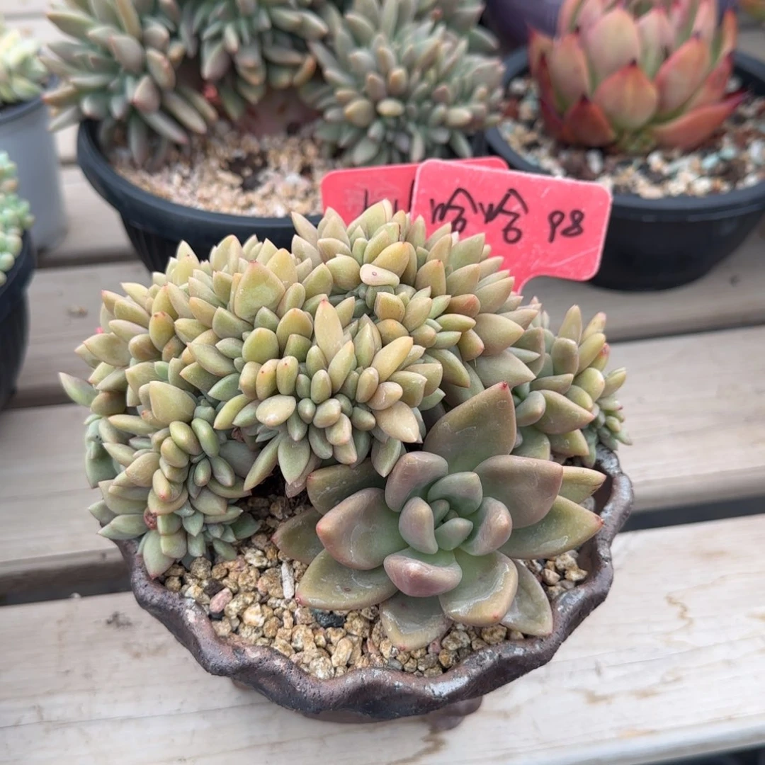 桃花缀五十包邮老桩多肉