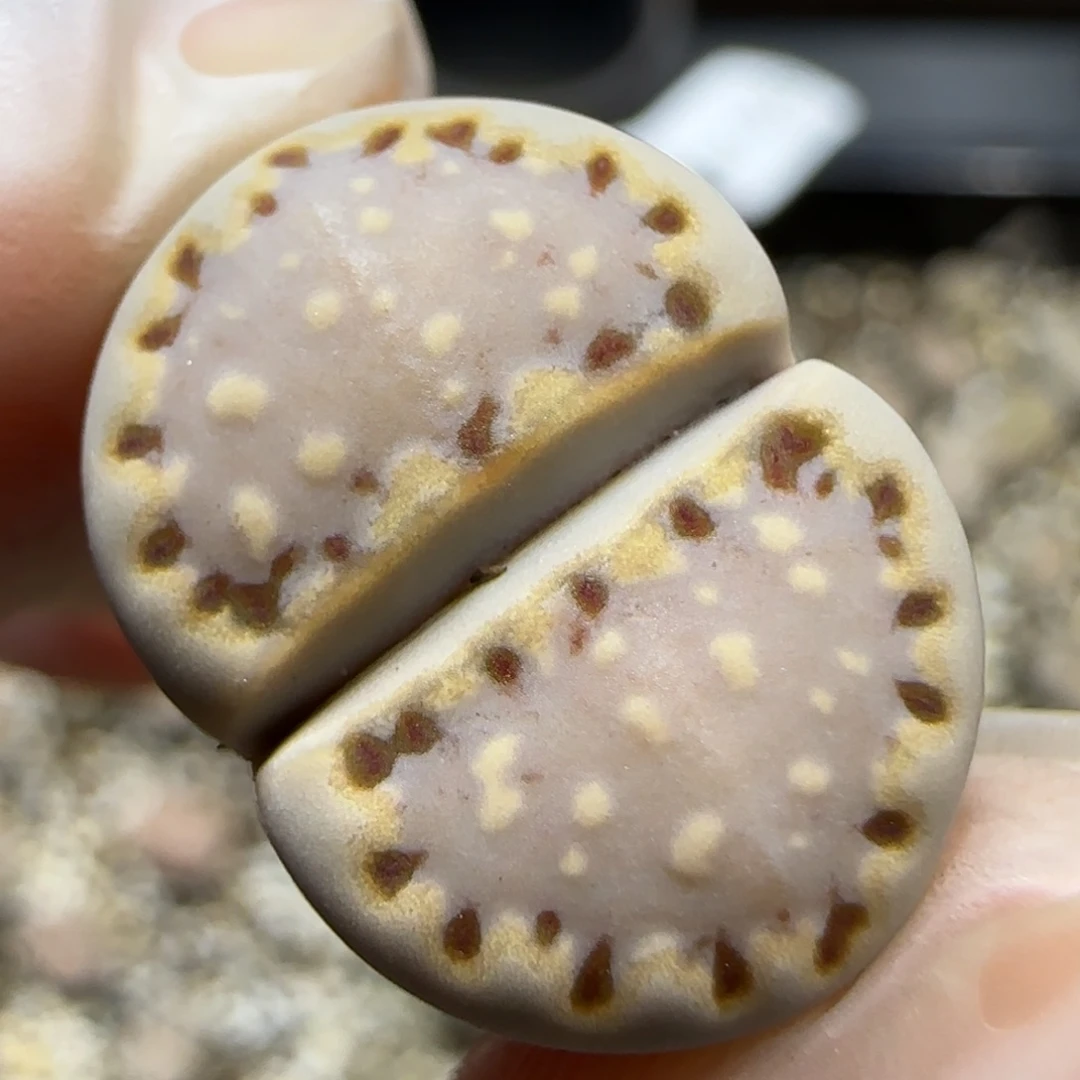 12.4    .015饼干。  5073