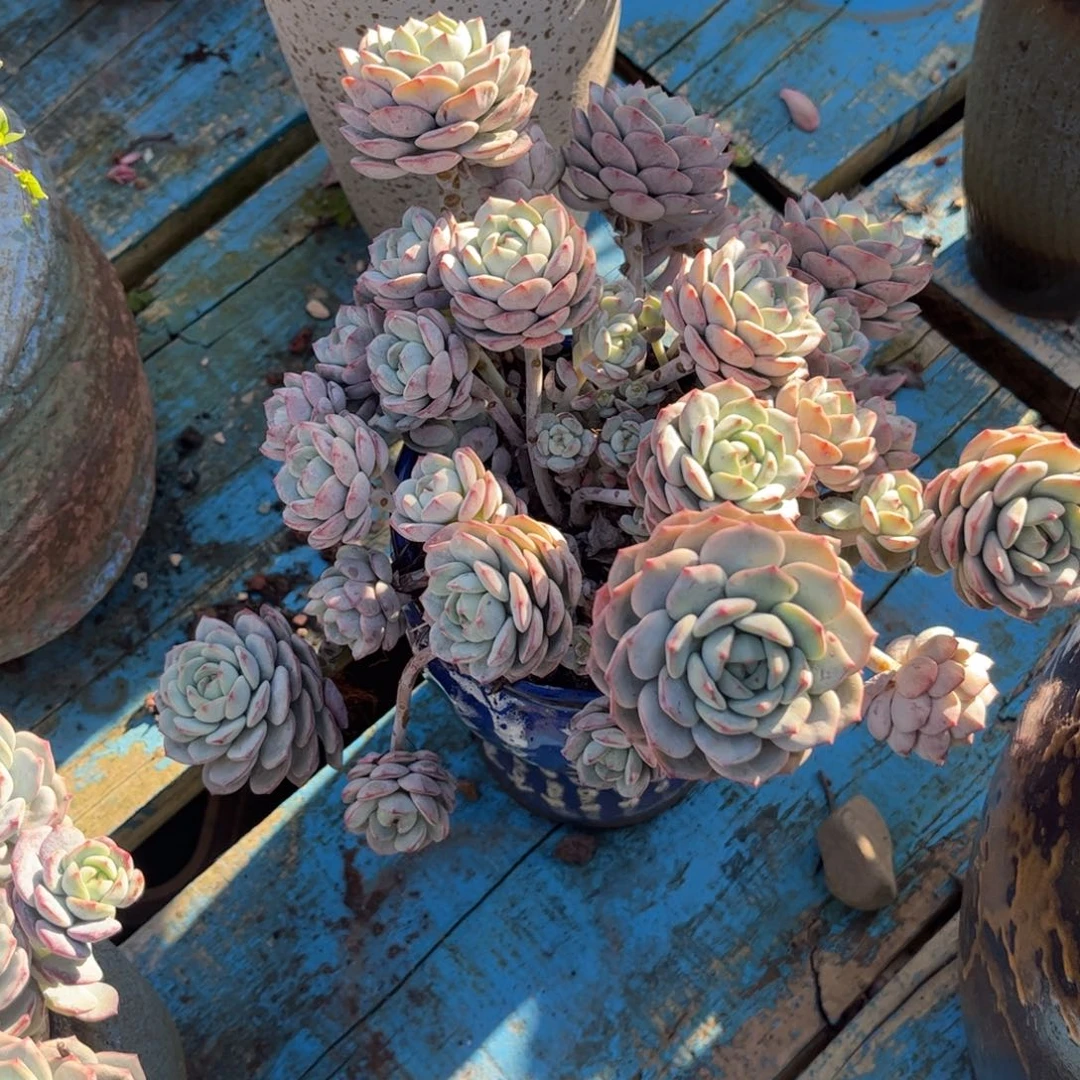 新疆西藏内蒙不发货，香草