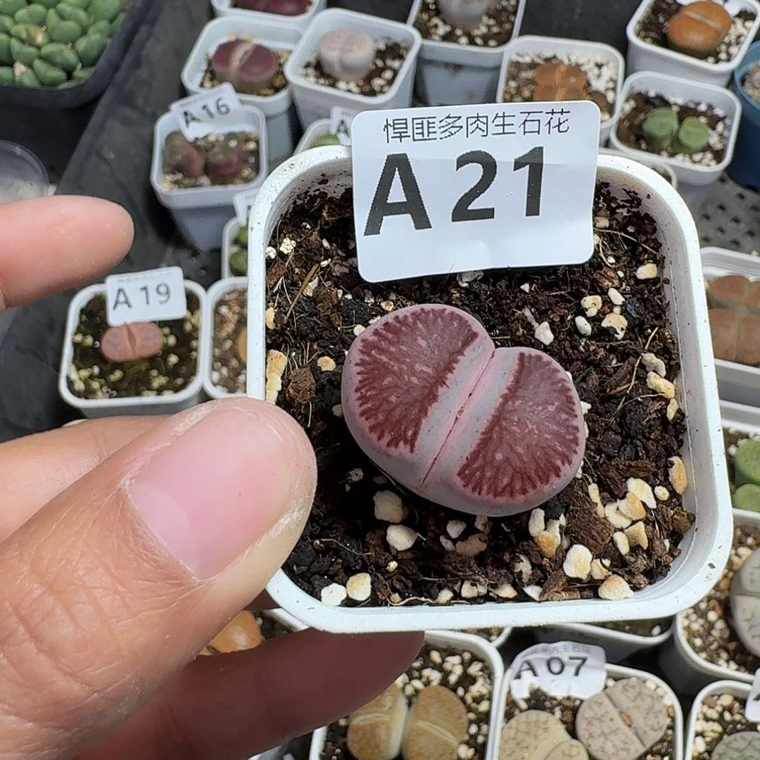 21多肉植物多肉植物