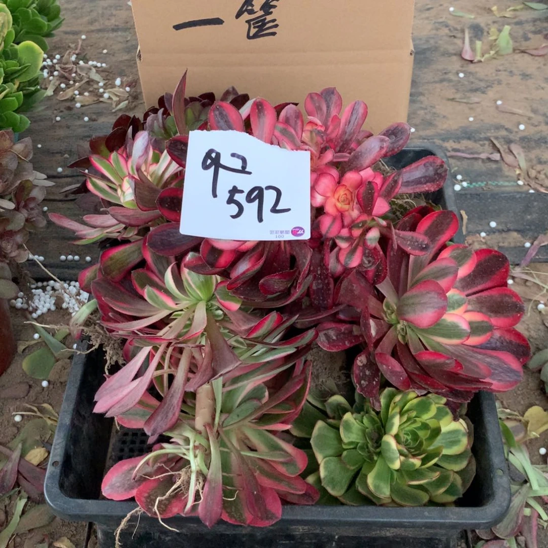 592多肉植物盆栽花卉