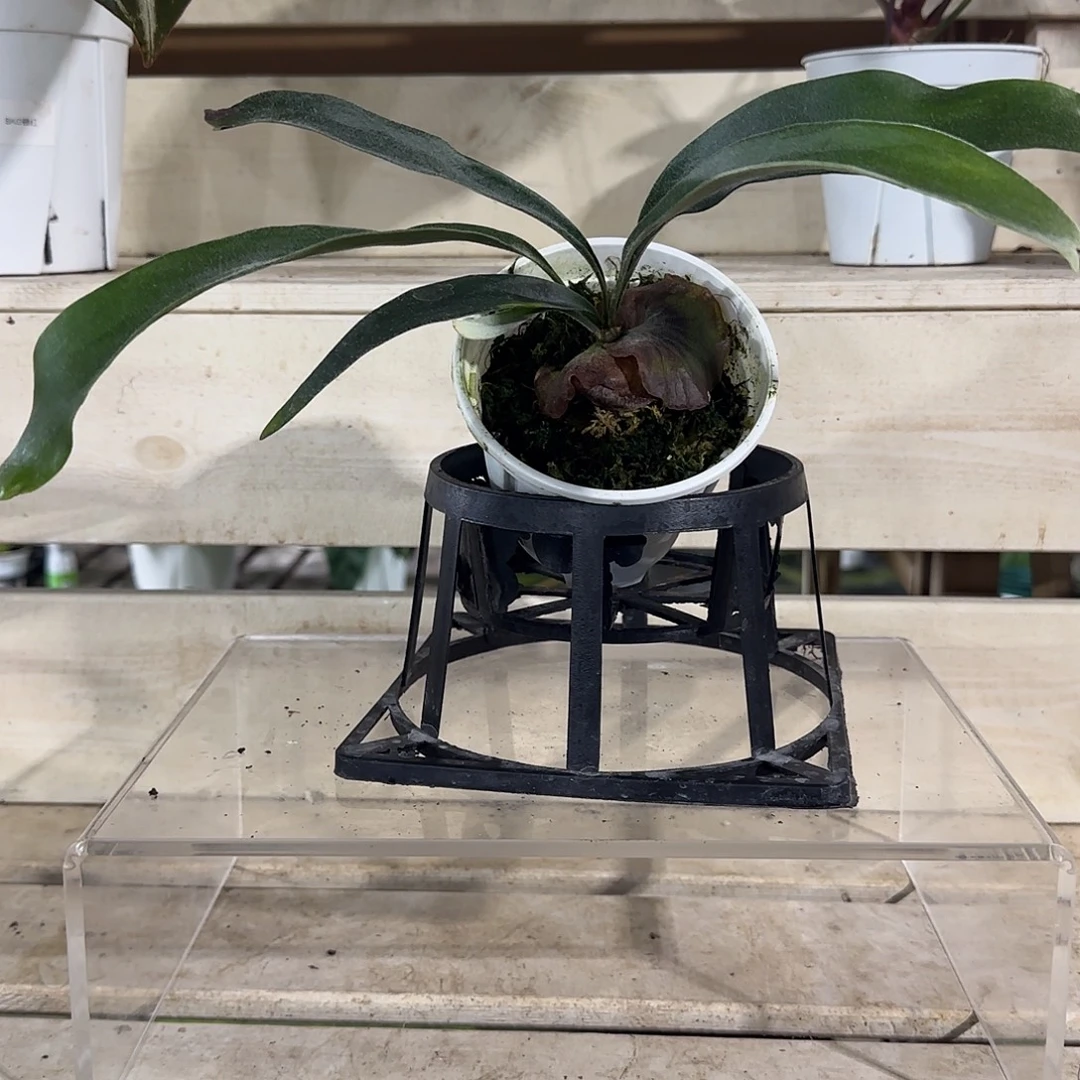 无花朵雷电鹿角蕨