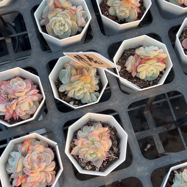 胖虎3-4头群一颗量拍多肉满20包邮初7发货