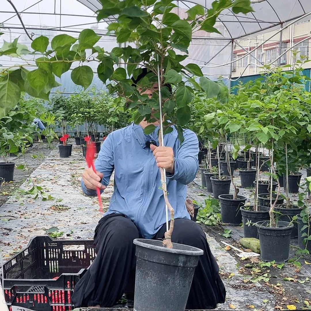 臭****完全开放S31日落棒棒糖