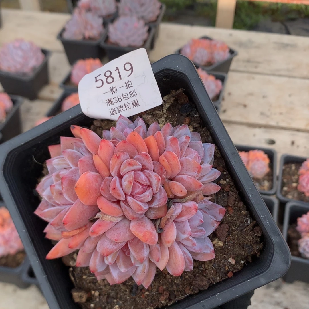 9.2厘米有砍溏心雪天使六头 捧花 5819