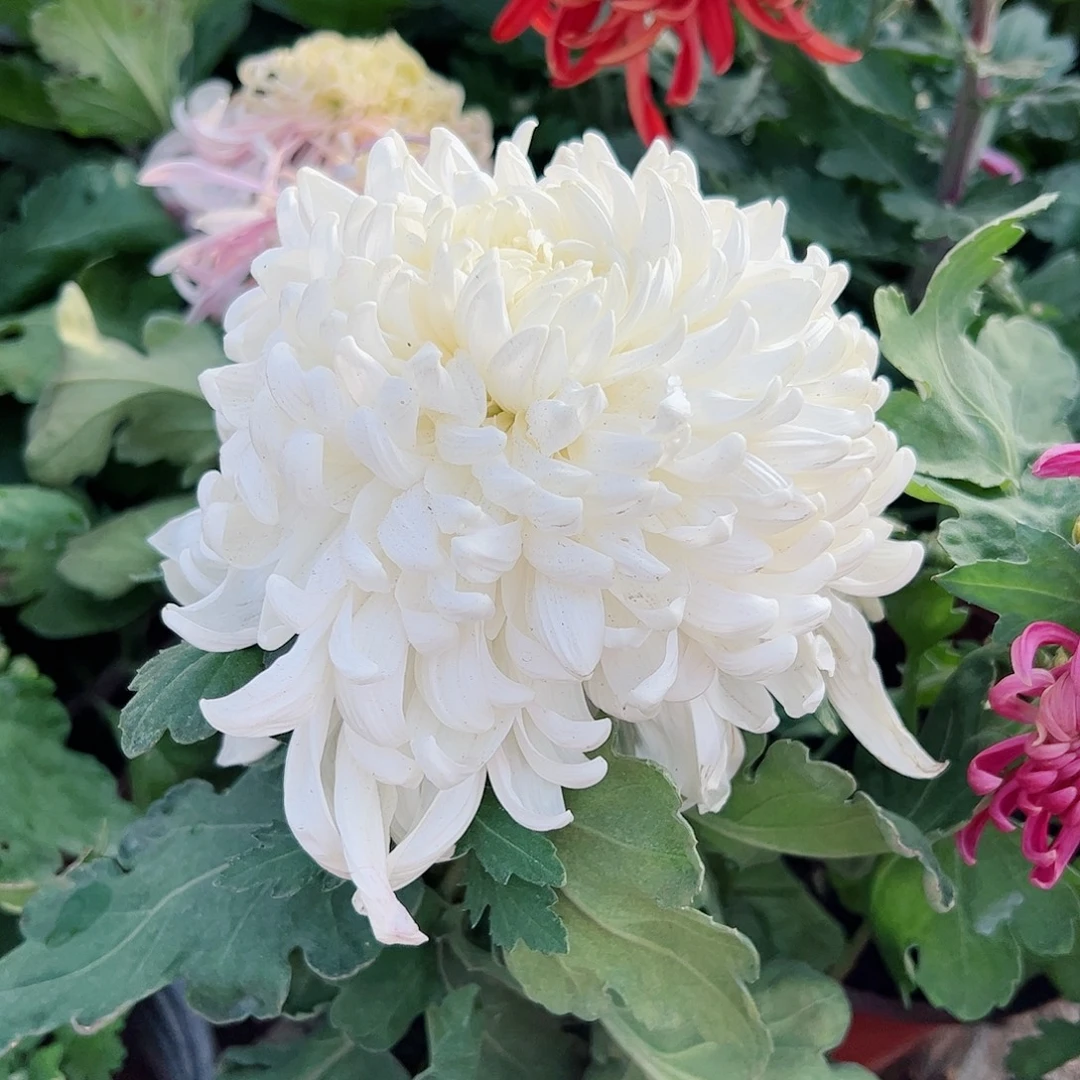 完全开放独本东海白玉