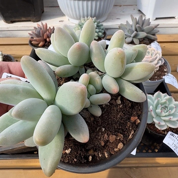 白兰地群11111129-205