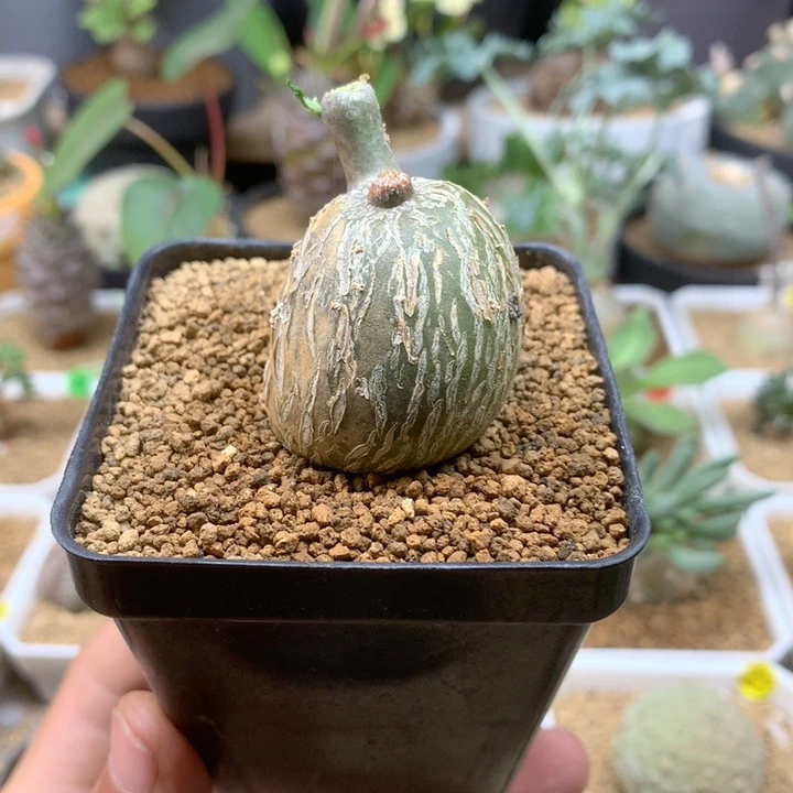 枫叶苦瓜块根带盆