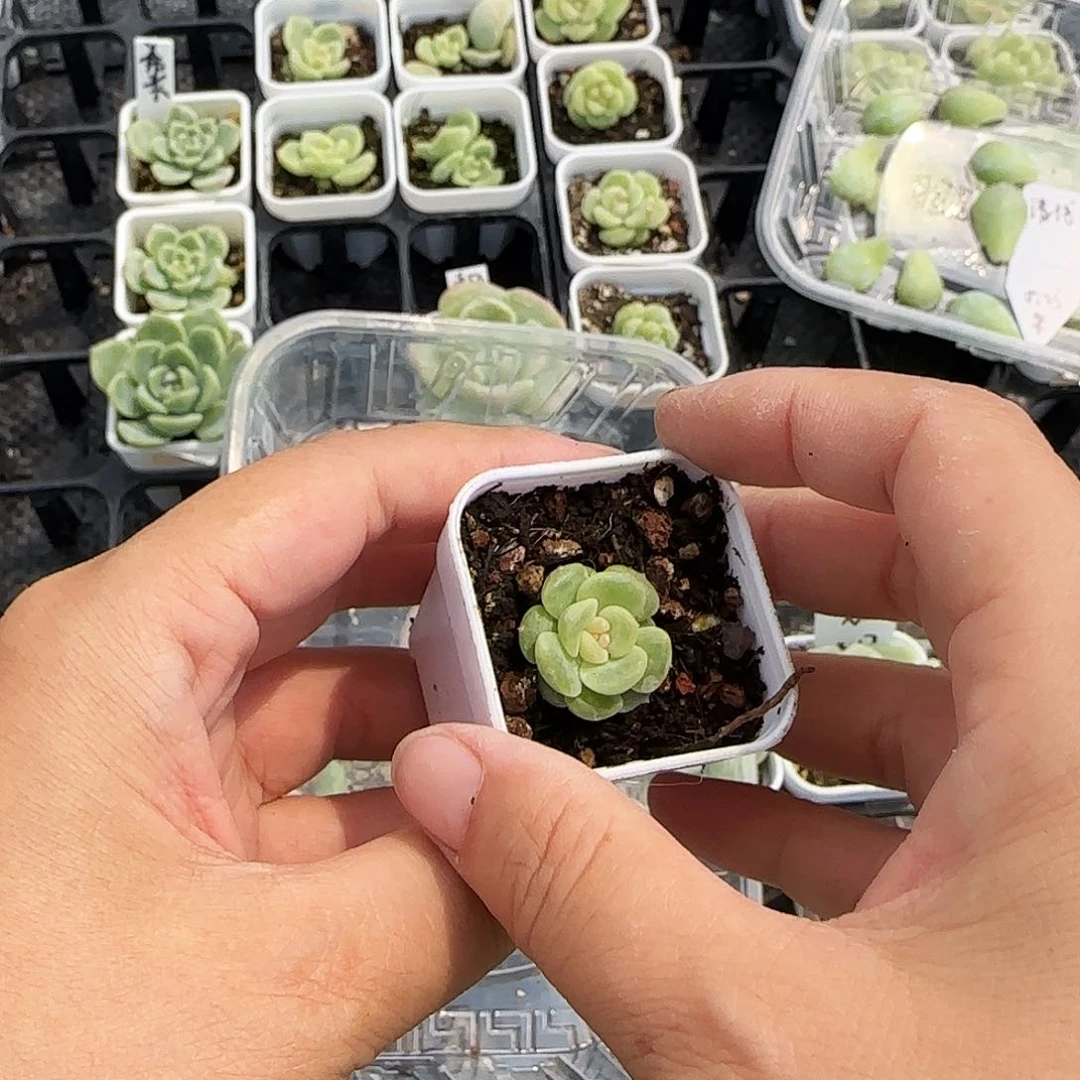 i灯胆一个满25包邮