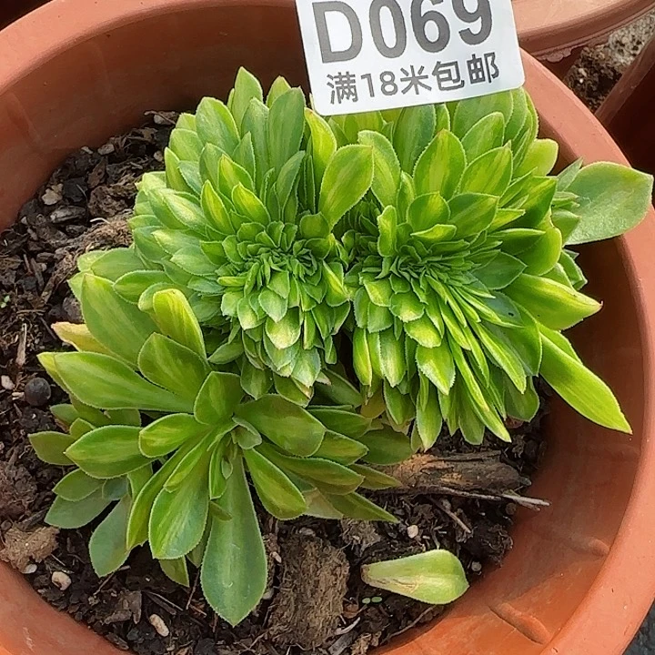 多肉法师淘宝福利