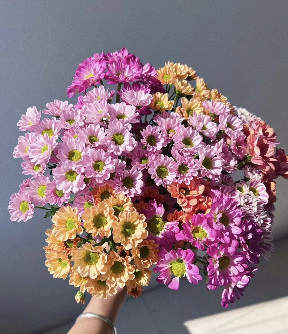 小雏菊鲜花随机搭配直发
