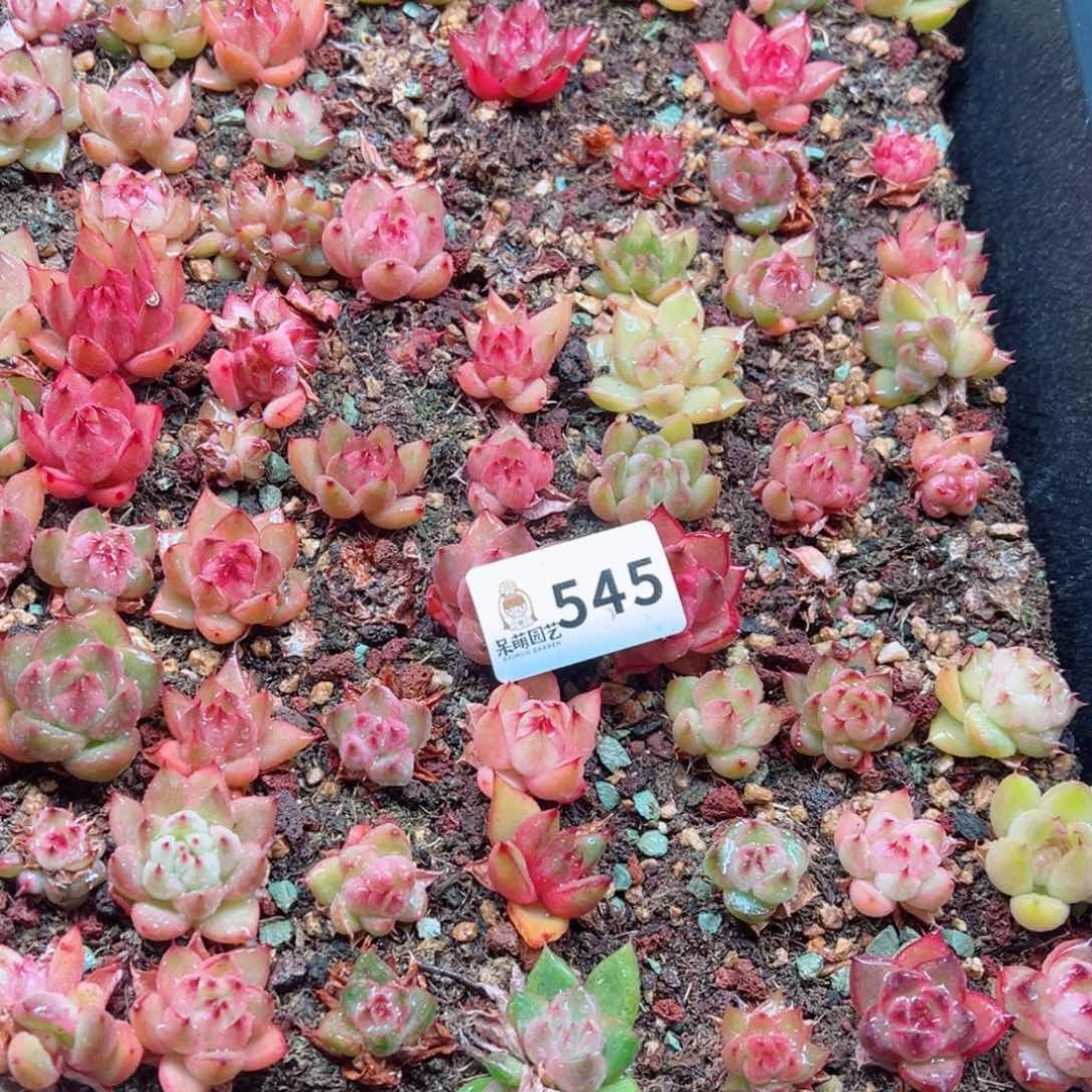 碳****丫多肉植物多肉植物