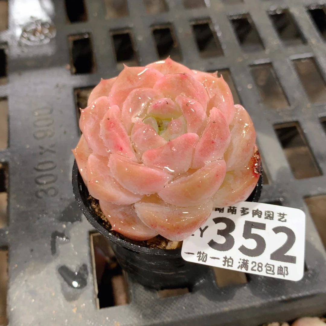 肉萌萌拇指盆精控多肉ZY352