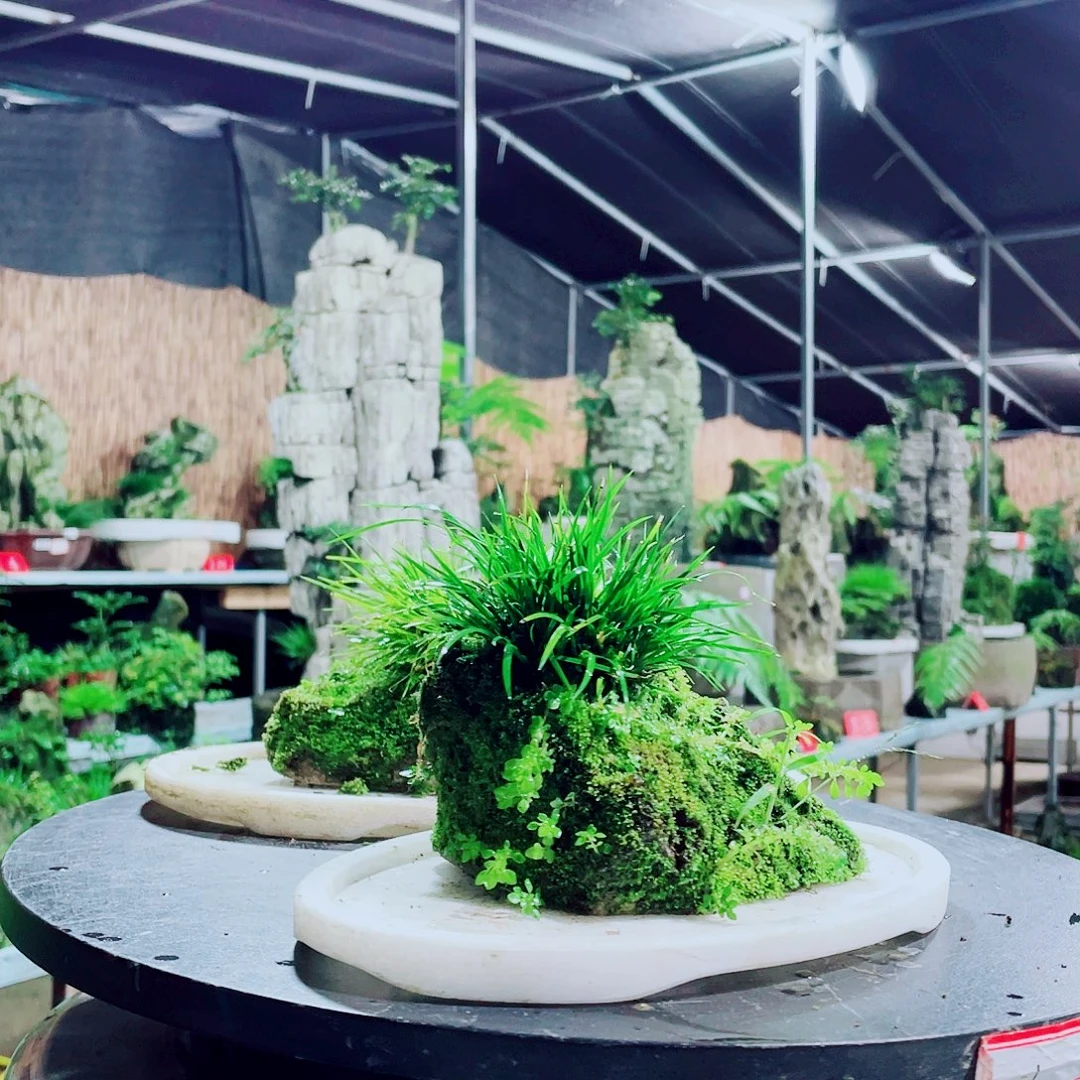 北***承无花朵新品上架哦小丁和你