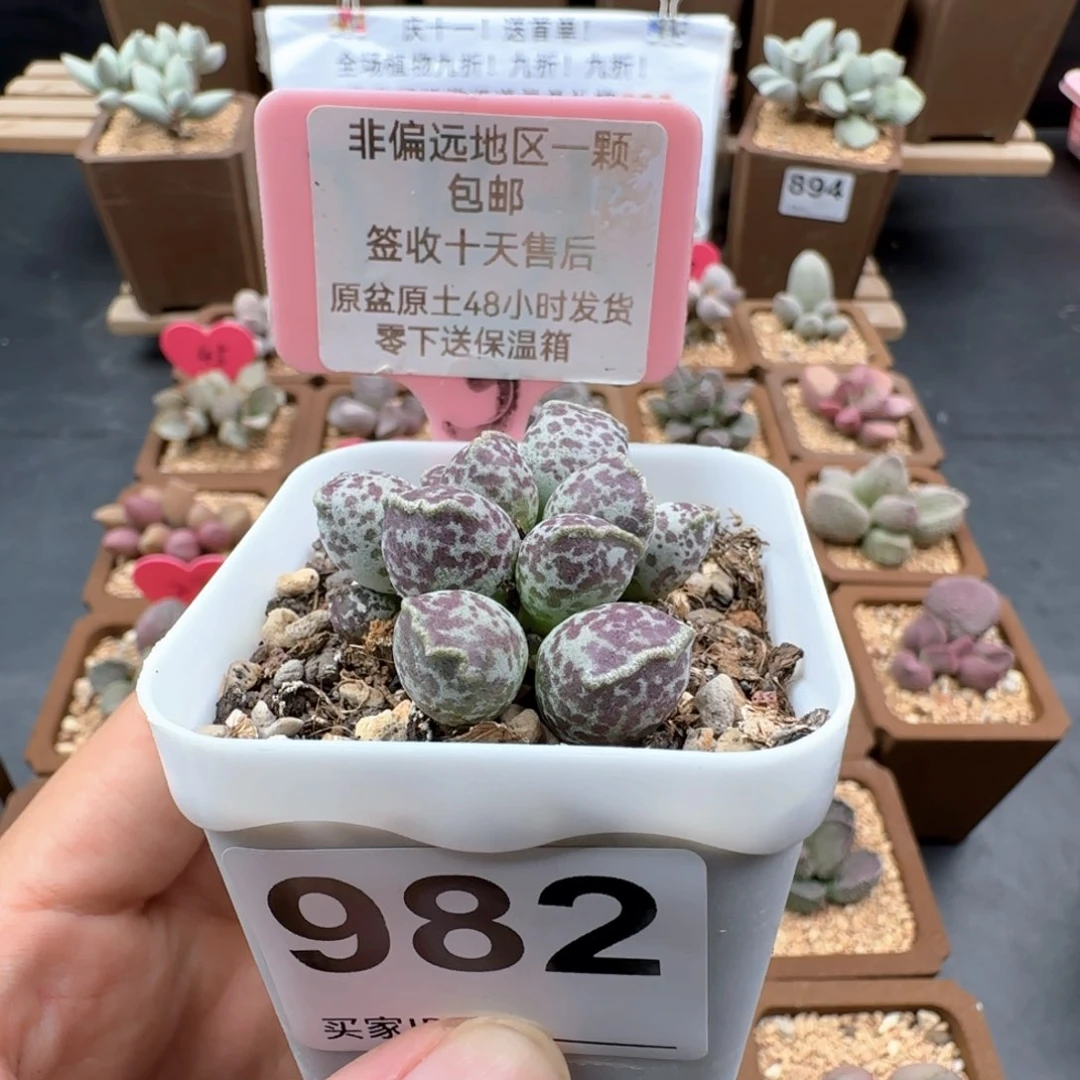 路**间982达摩海豹多肉植物