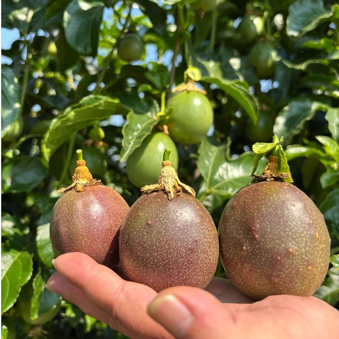 云南德宏高山紫皮百香果新鲜鲜果当季百香果酸甜可口京东包邮