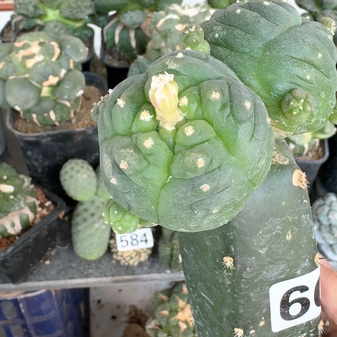 【闪购商品】无花朵豆****)肋骨鲜600