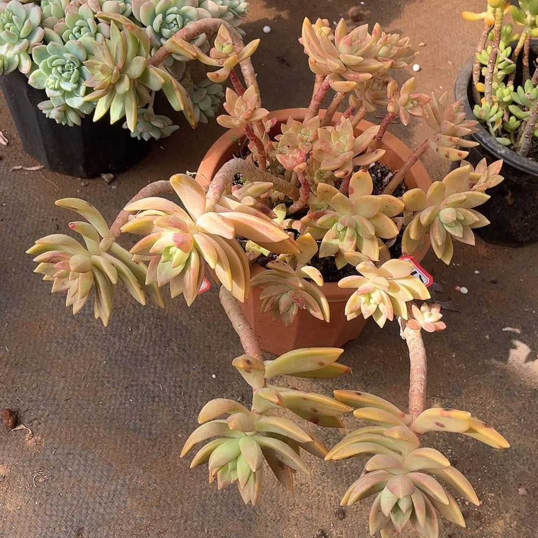 367布丁一物一拍多肉