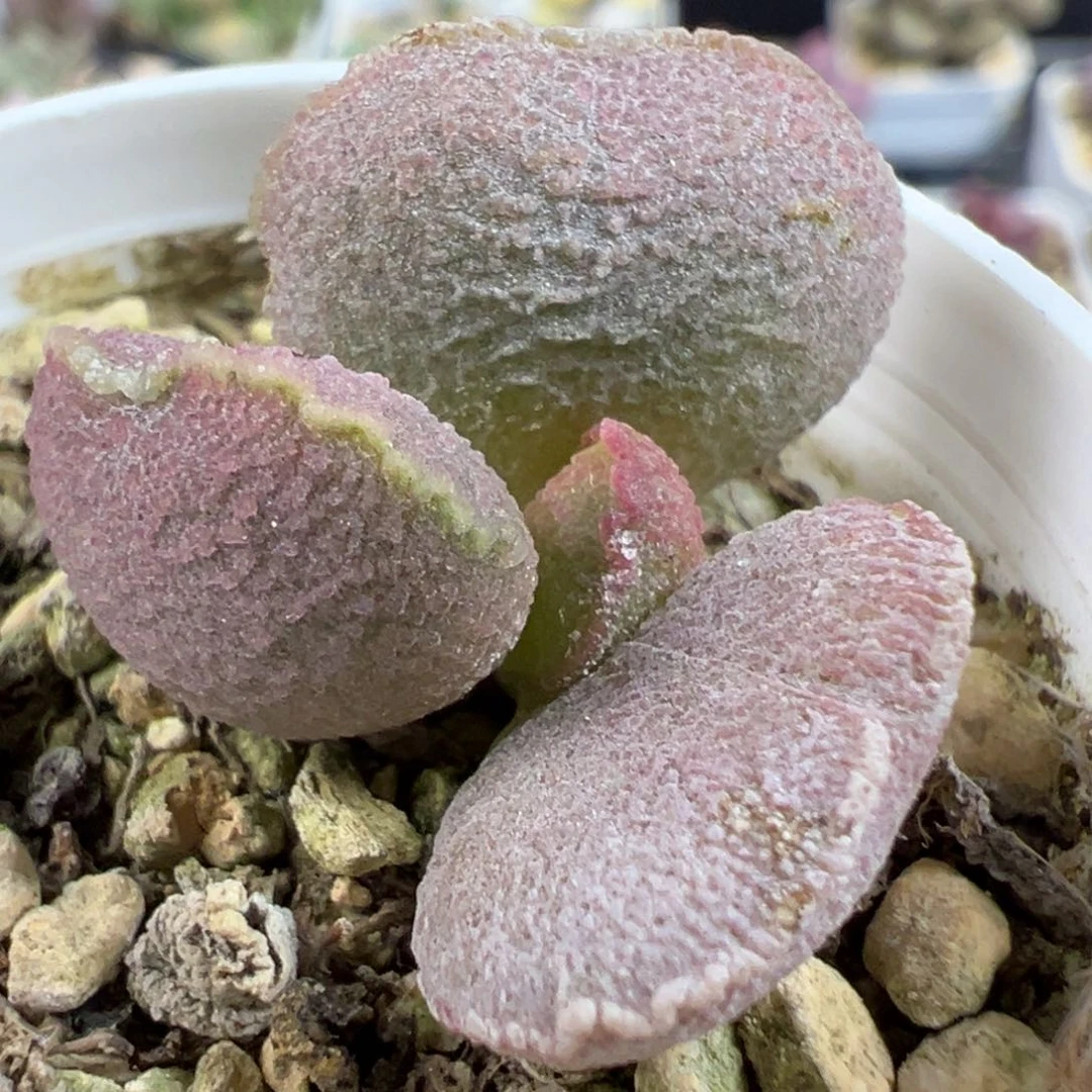 无花朵嫦娥磨砂蛋多肉植物水泡