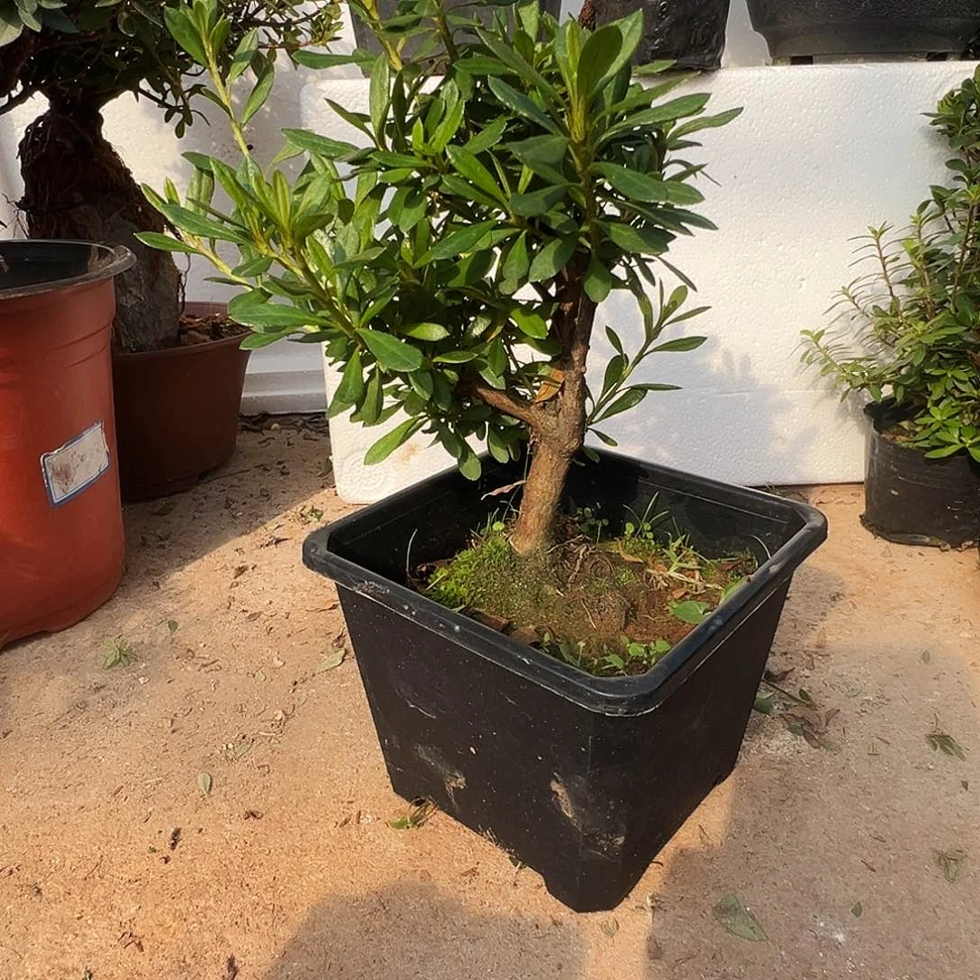 无花朵紫光之境杜鹃花