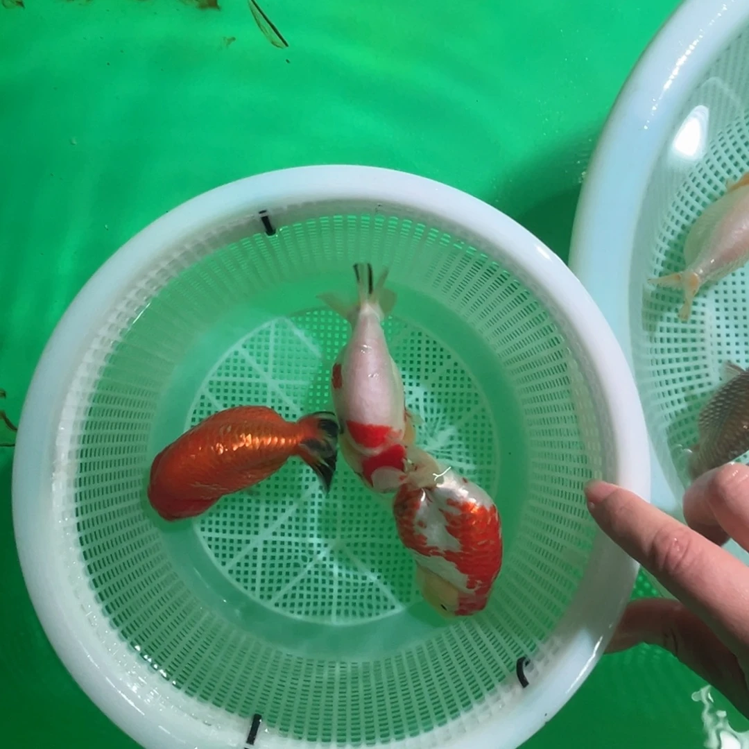 用***8金鱼潘氏金鱼商品兰寿