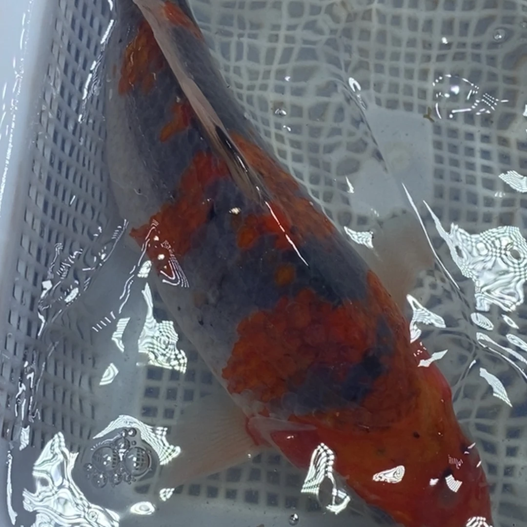 锦鲤冷水锦鲤包邮